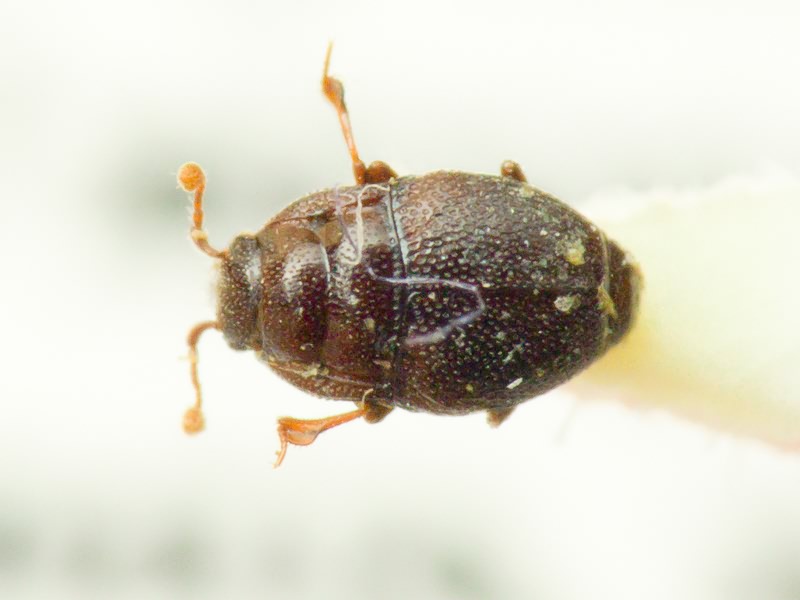 Plegaderus caesus (Herbst, 1792)